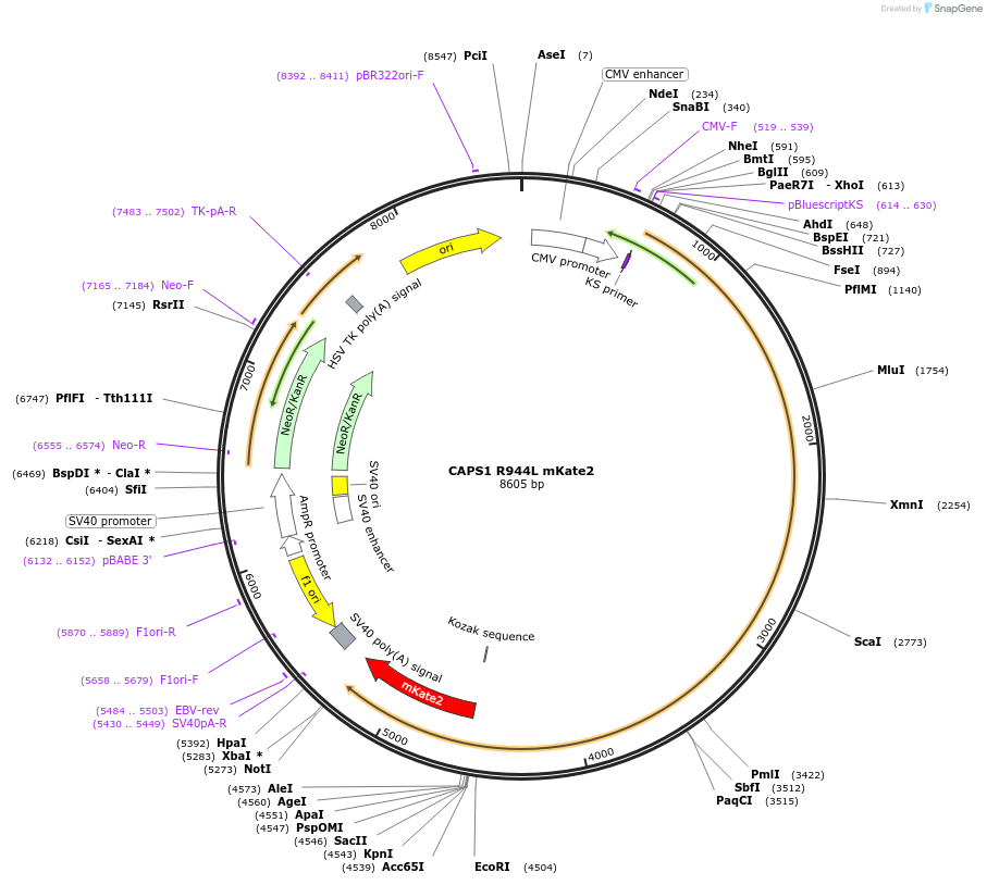 244994-plasmid-map-sequence-id-490860