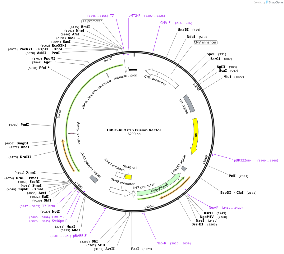 238600-plasmid-map-sequence-id-490862
