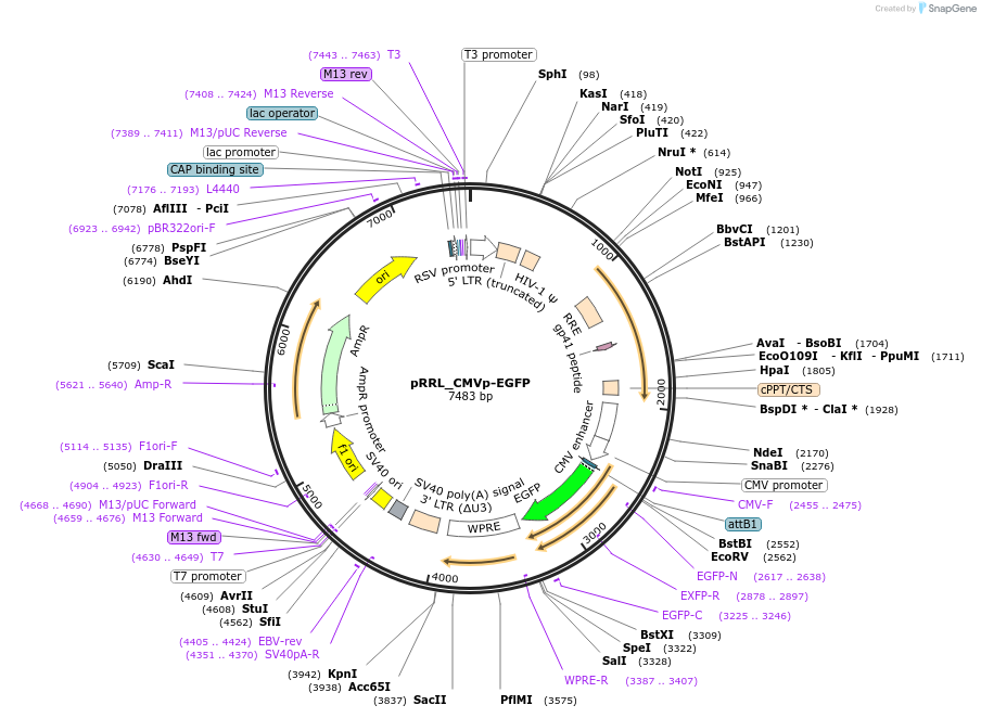 244970-plasmid-map-sequence-id-490863