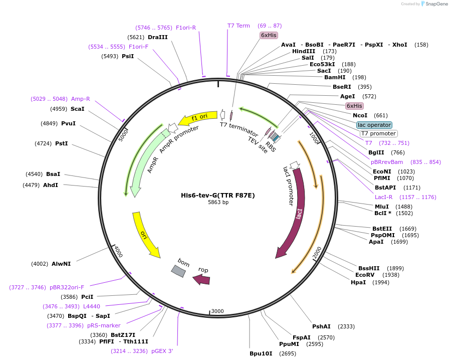 242846-plasmid-map-sequence-id-490864