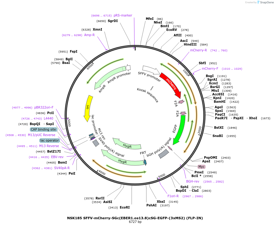 247280-plasmid-map-sequence-id-490869