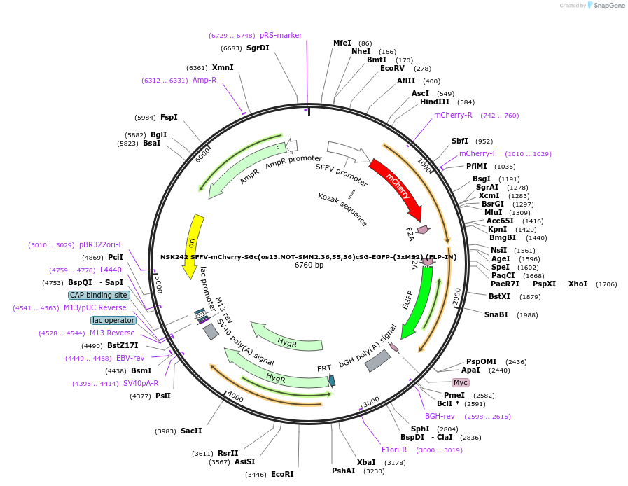 247283-plasmid-map-sequence-id-490870