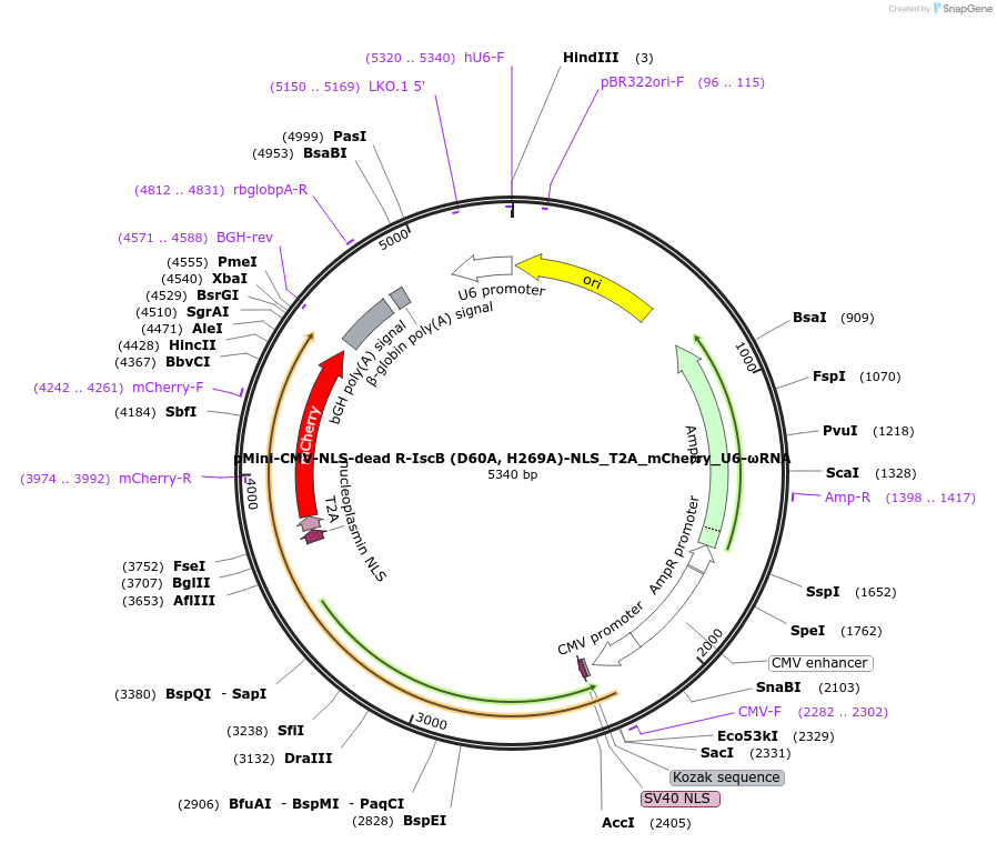 246430-plasmid-map-sequence-id-490873