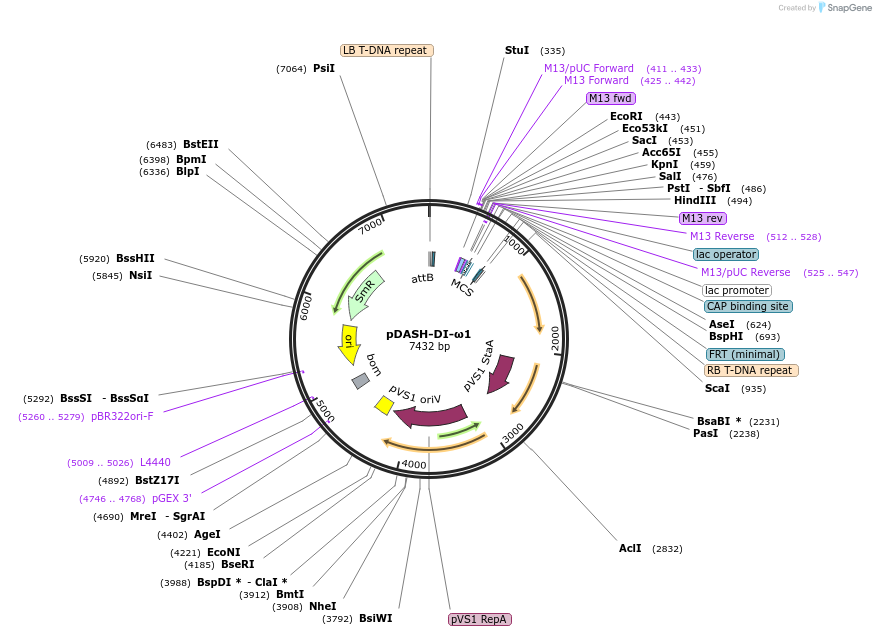 242517-plasmid-map-sequence-id-490874