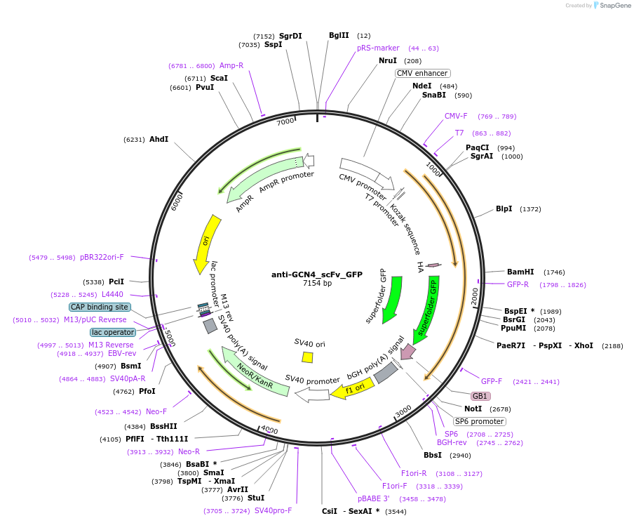 244061-plasmid-map-sequence-id-490904