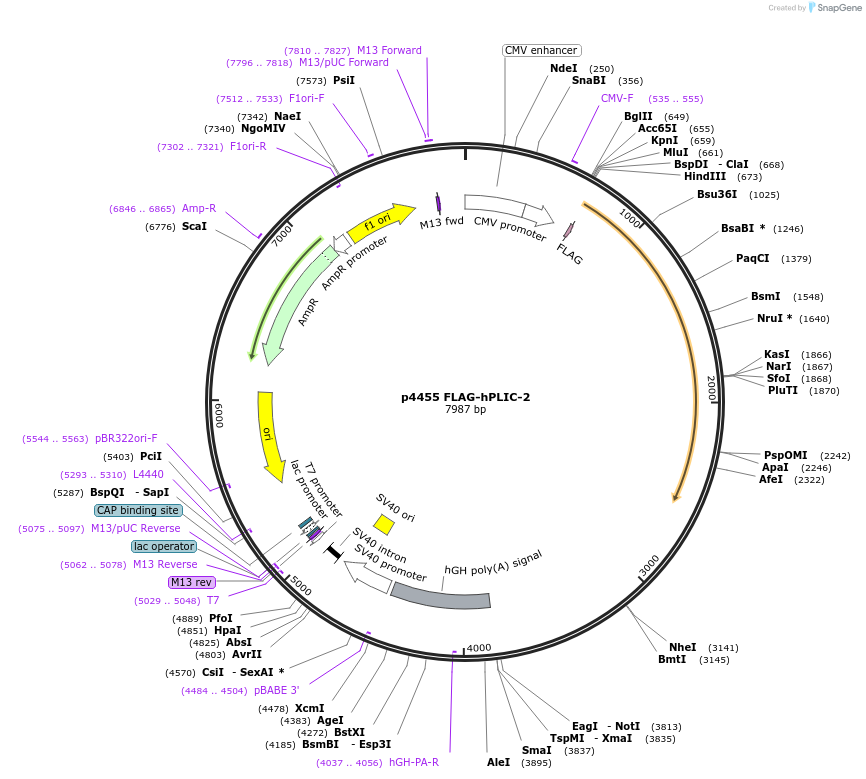 8661-plasmid-map-sequence-id-490909