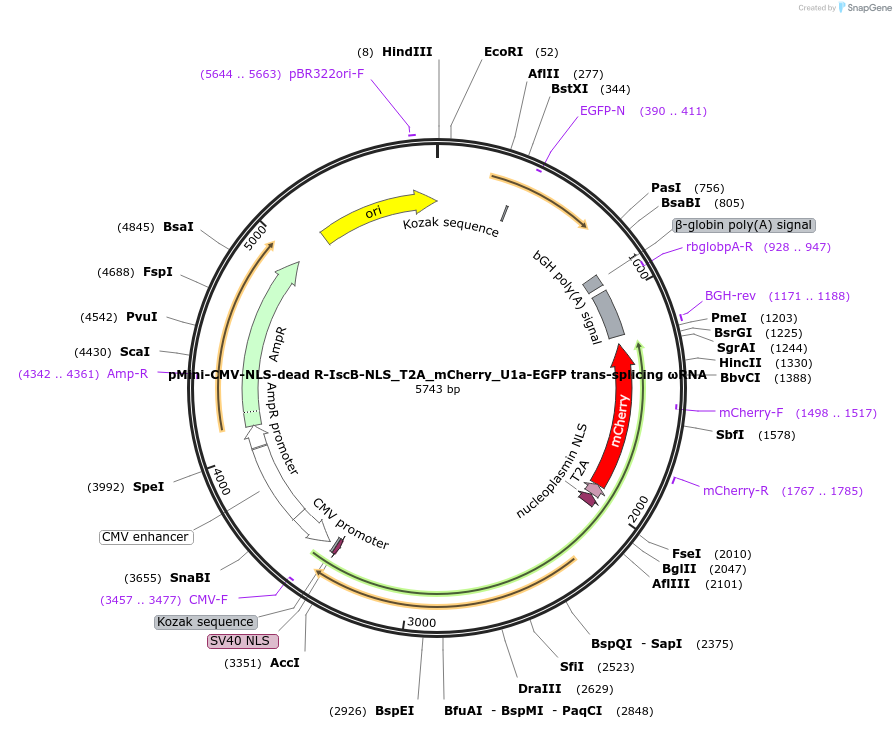 246436-plasmid-map-sequence-id-490914