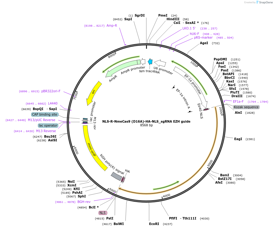 246438-plasmid-map-sequence-id-490930