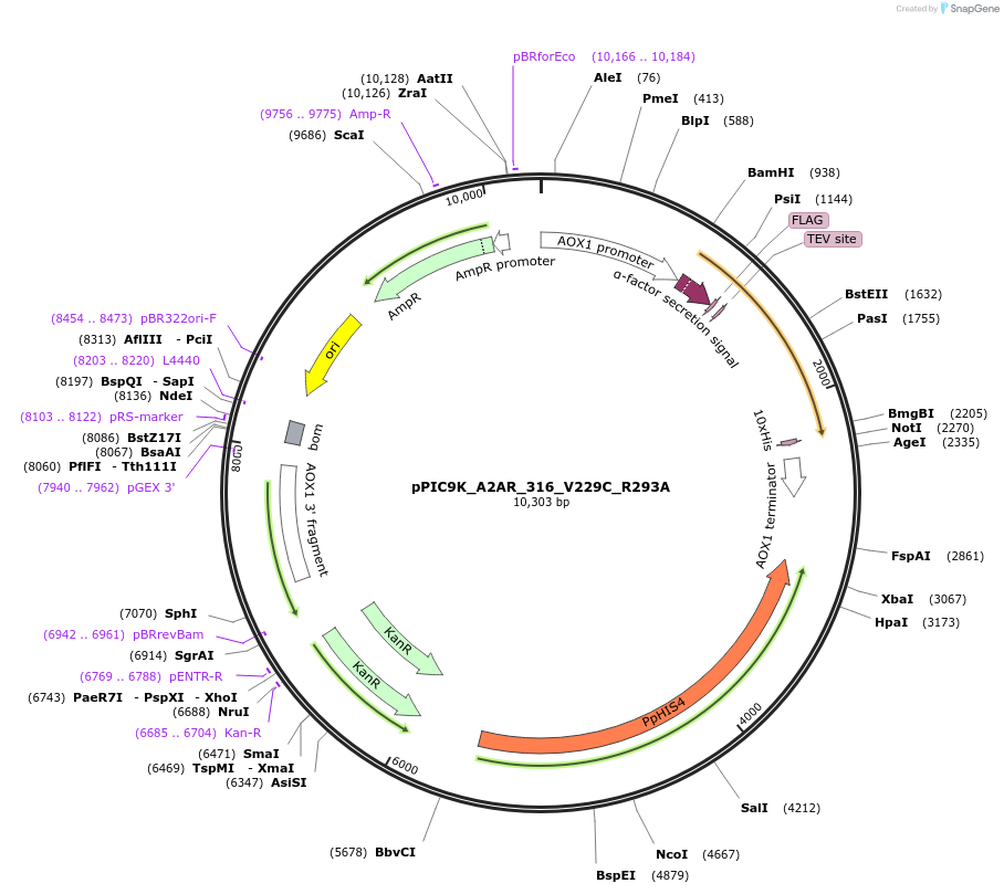 246918-plasmid-map-sequence-id-490946