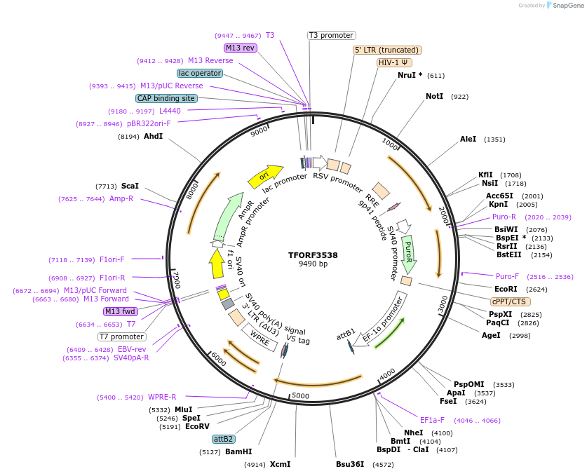 145014-plasmid-map-sequence-id-490955