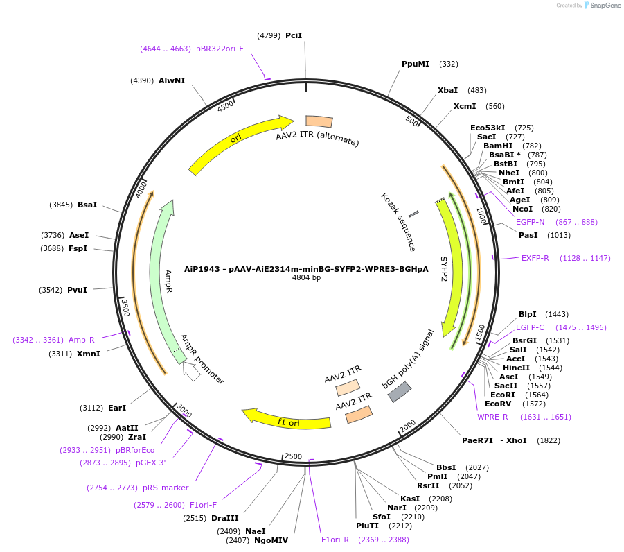243069-plasmid-map-sequence-id-490977