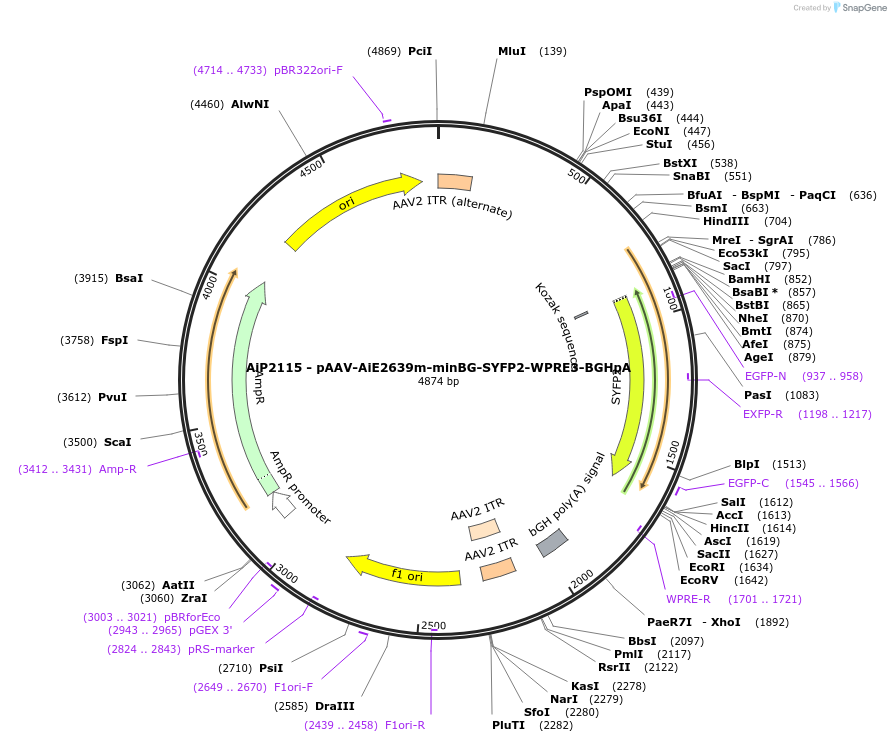 243070-plasmid-map-sequence-id-490980