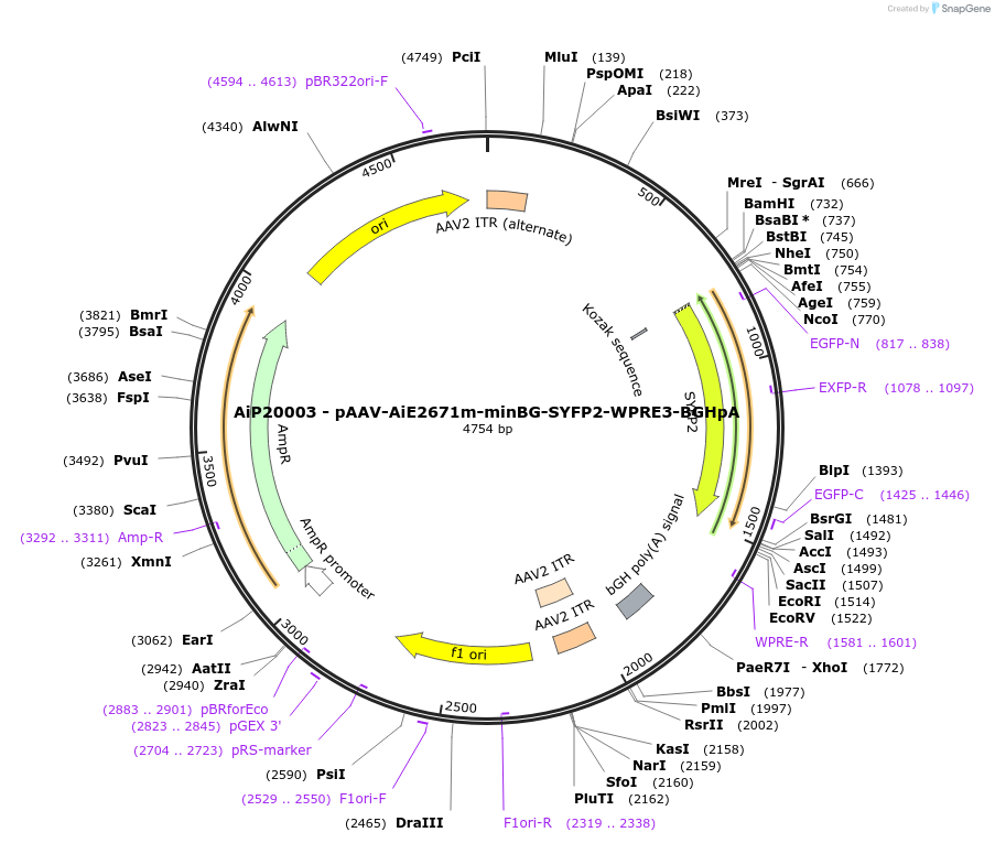 243078-plasmid-map-sequence-id-490983