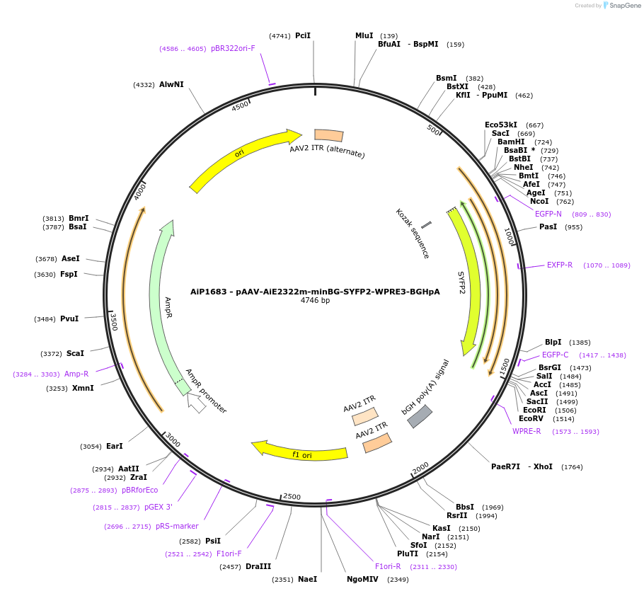 243066-plasmid-map-sequence-id-490984