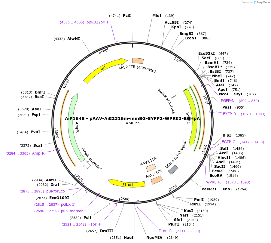 243063-plasmid-map-sequence-id-490985