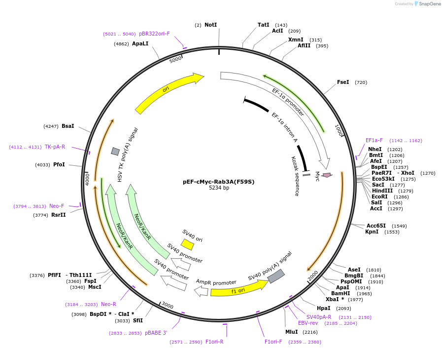245357-plasmid-map-sequence-id-491006