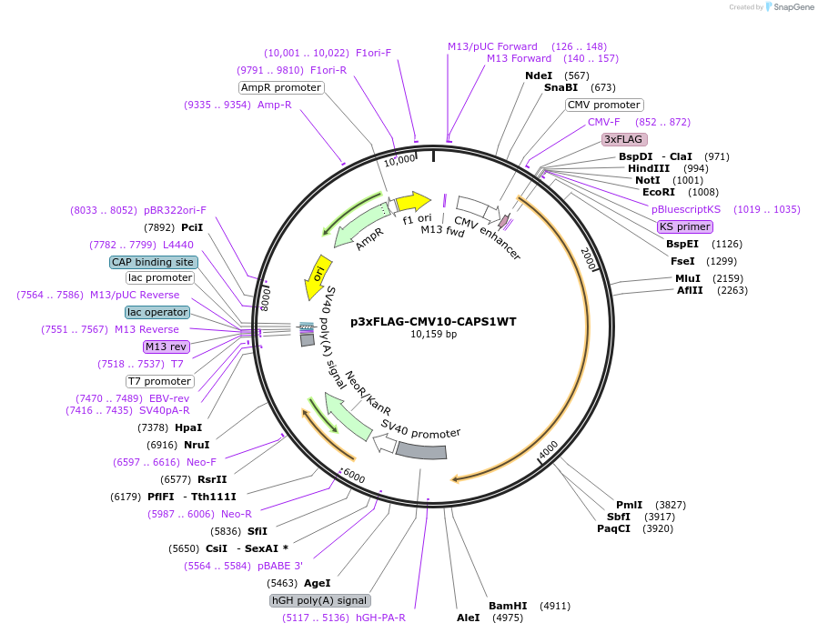 245362-plasmid-map-sequence-id-491011