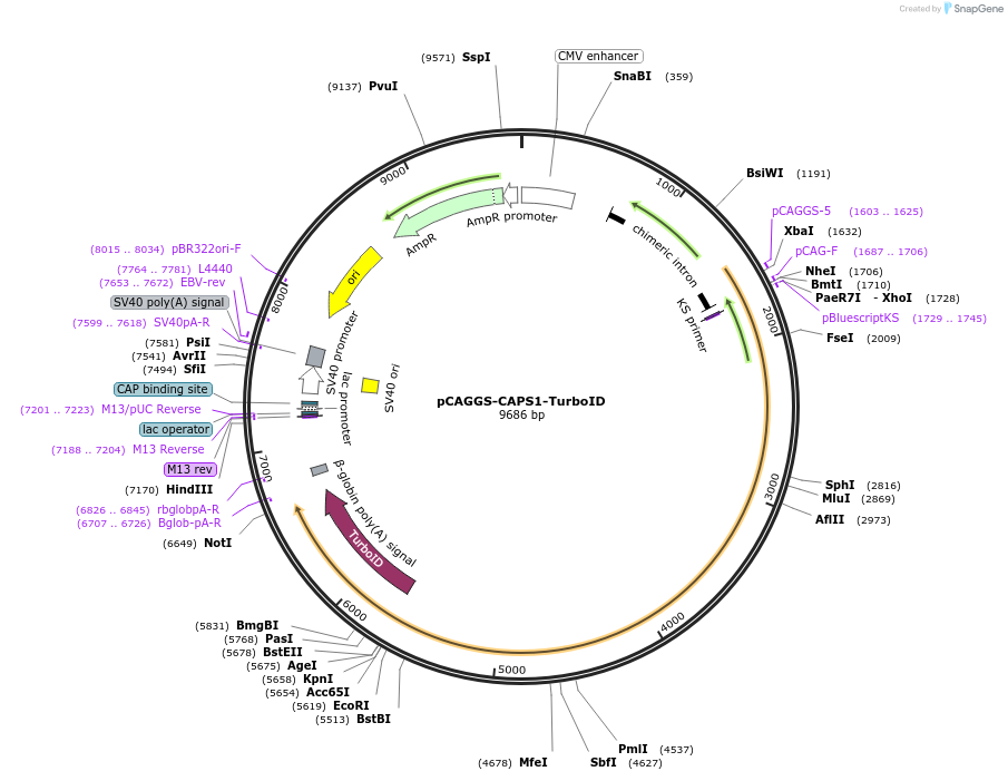 245361-plasmid-map-sequence-id-491014