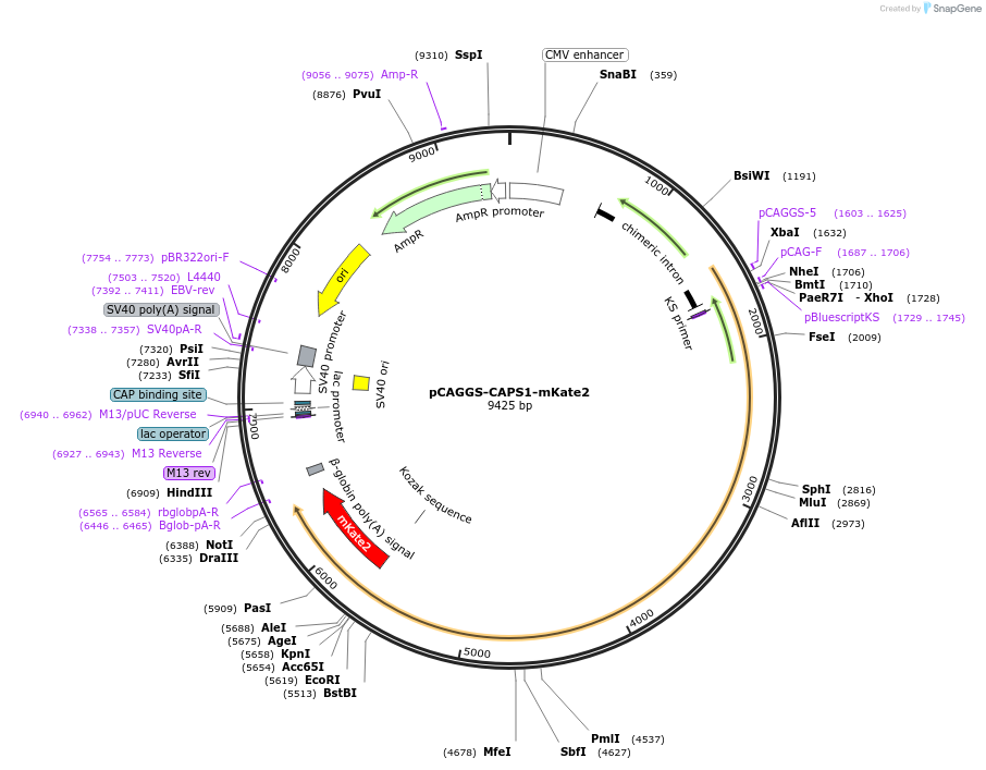 245360-plasmid-map-sequence-id-491022