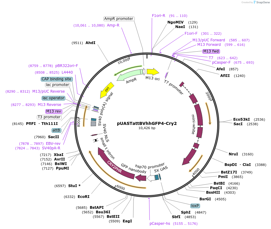 244065-plasmid-map-sequence-id-491023