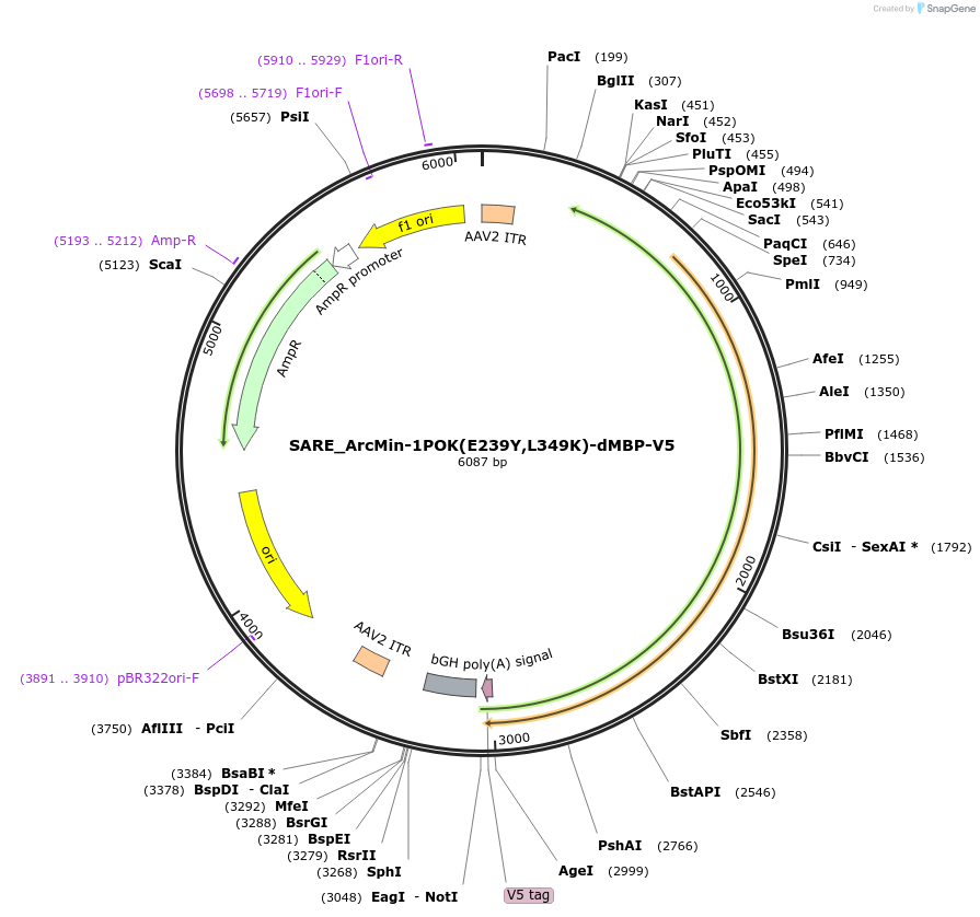 239424-plasmid-map-sequence-id-491024