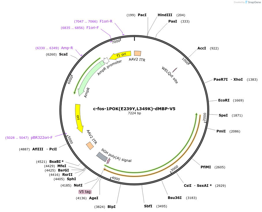 239429-plasmid-map-sequence-id-491026