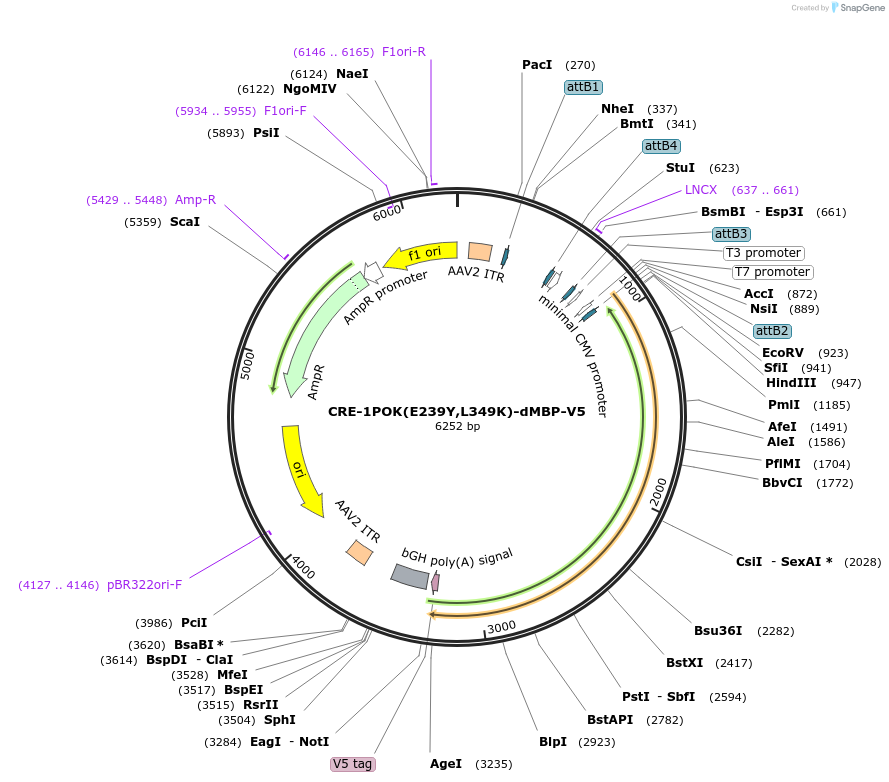 239430-plasmid-map-sequence-id-491027