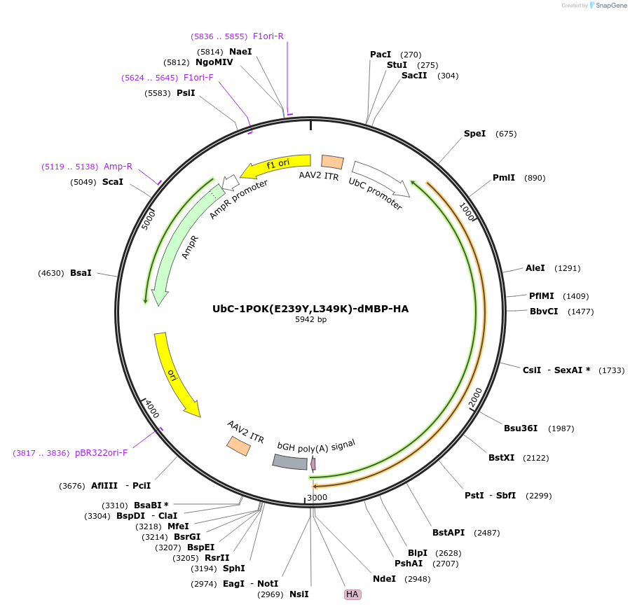 239423-plasmid-map-sequence-id-491028
