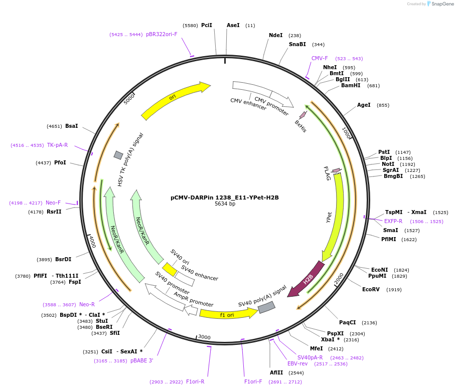 244034-plasmid-map-sequence-id-491048