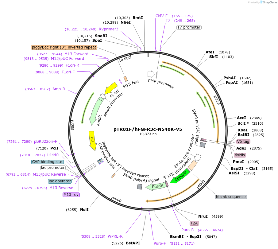 246390-plasmid-map-sequence-id-491100