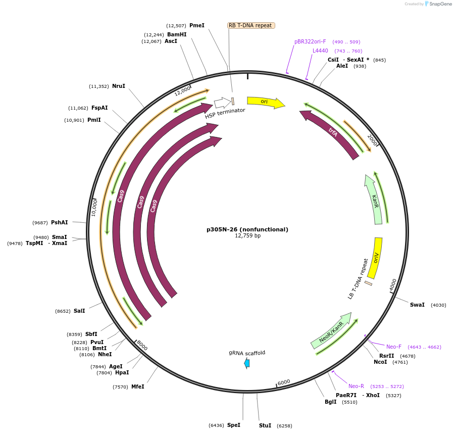 246309-plasmid-map-sequence-id-491101