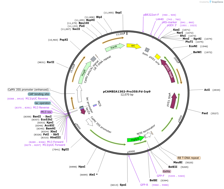 246318-plasmid-map-sequence-id-491105