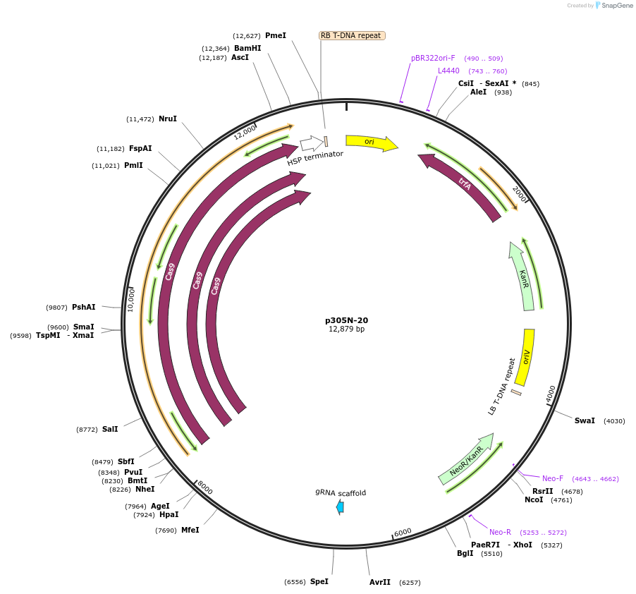 246303-plasmid-map-sequence-id-491106