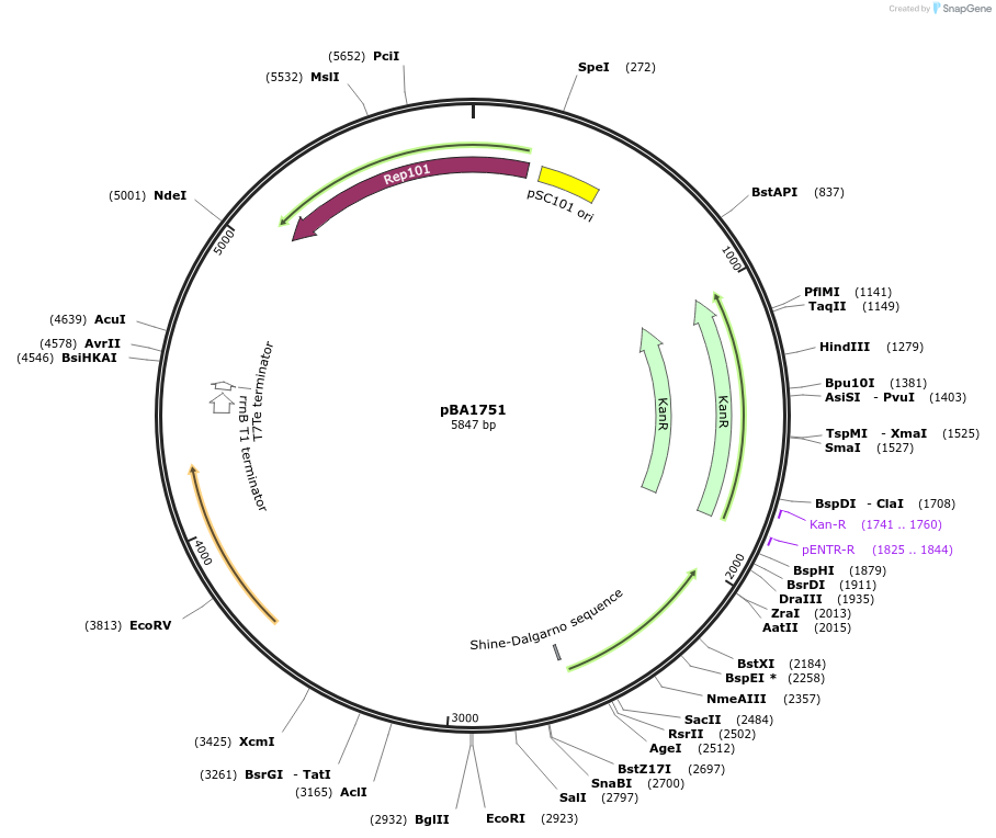 246066-plasmid-map-sequence-id-491110