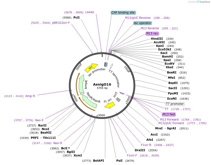 245836-plasmid-map-sequence-id-491111