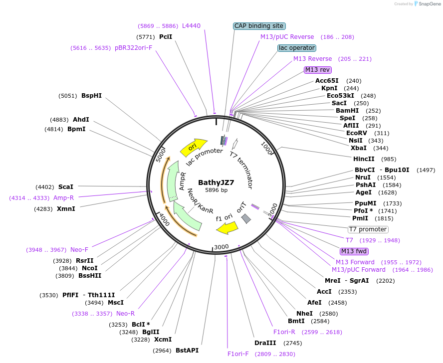 245840-plasmid-map-sequence-id-491153