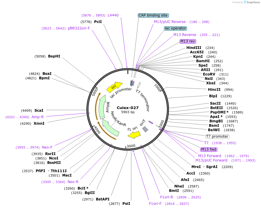 245842-plasmid-map-sequence-id-491166