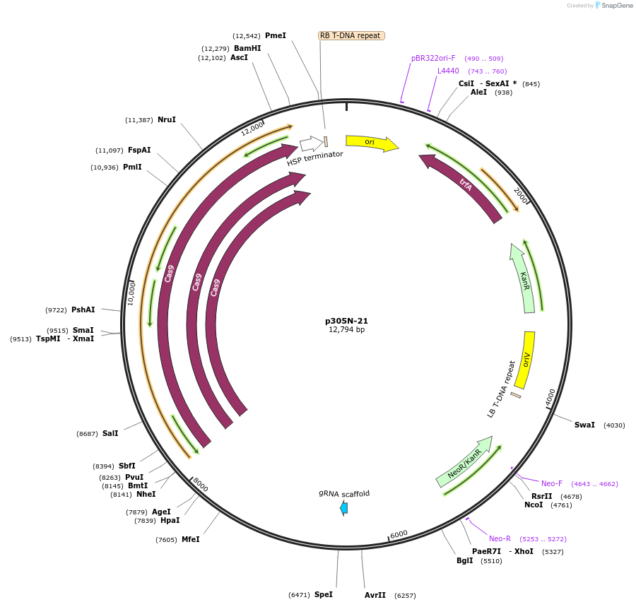 246304-plasmid-map-sequence-id-491172