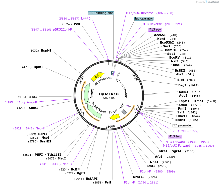 245850-plasmid-map-sequence-id-491177