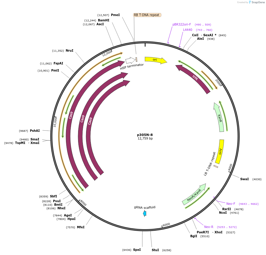 246291-plasmid-map-sequence-id-491184