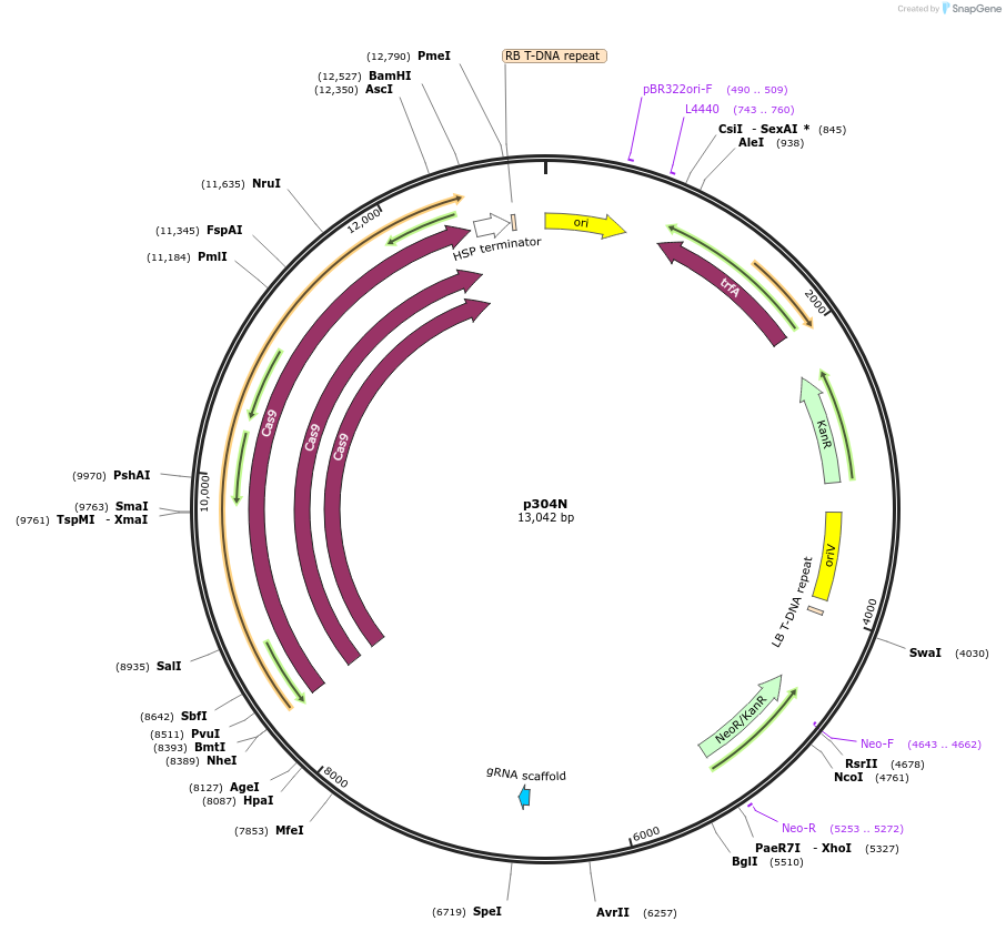 246317-plasmid-map-sequence-id-491189