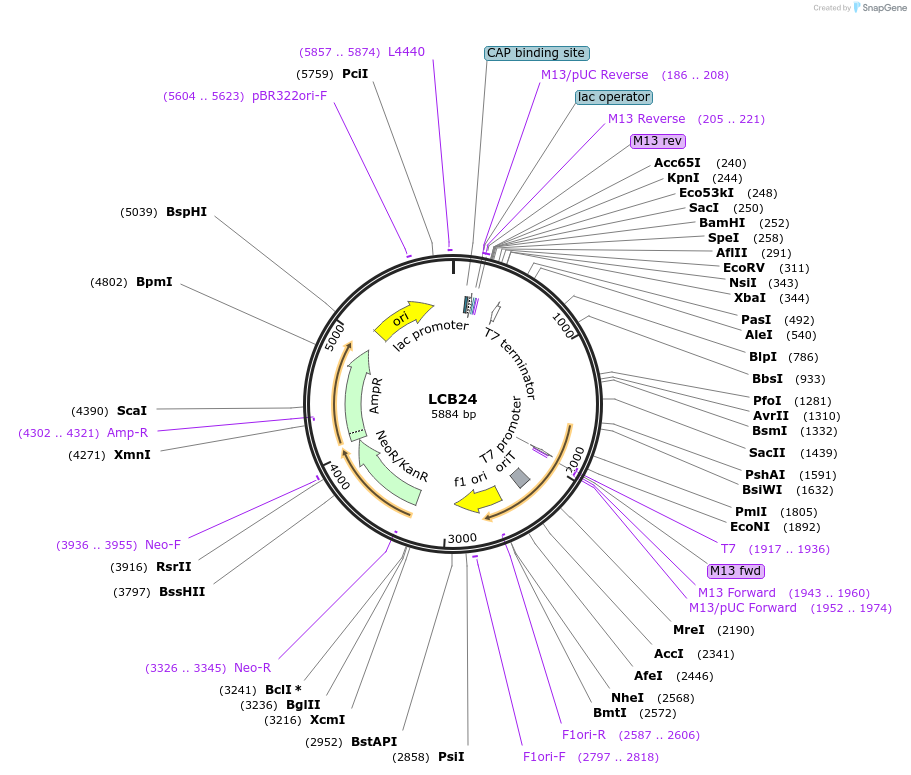 245855-plasmid-map-sequence-id-491195