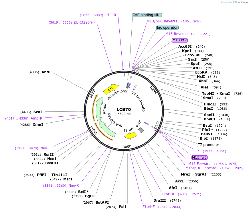 245856-plasmid-map-sequence-id-491196