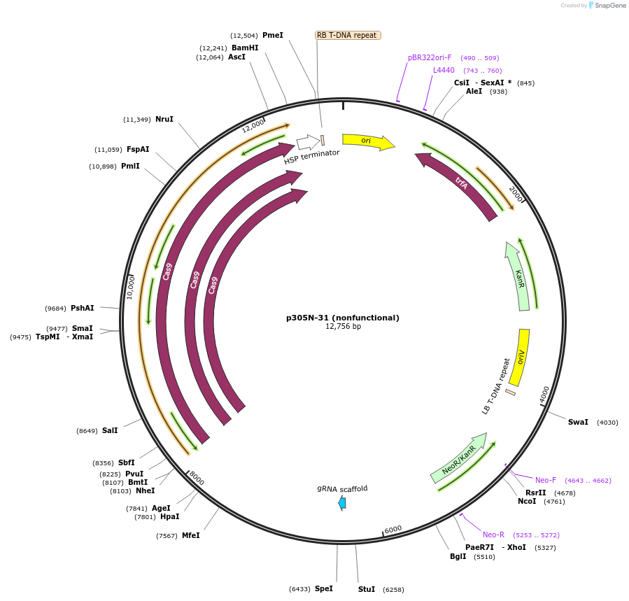 246314-plasmid-map-sequence-id-491197
