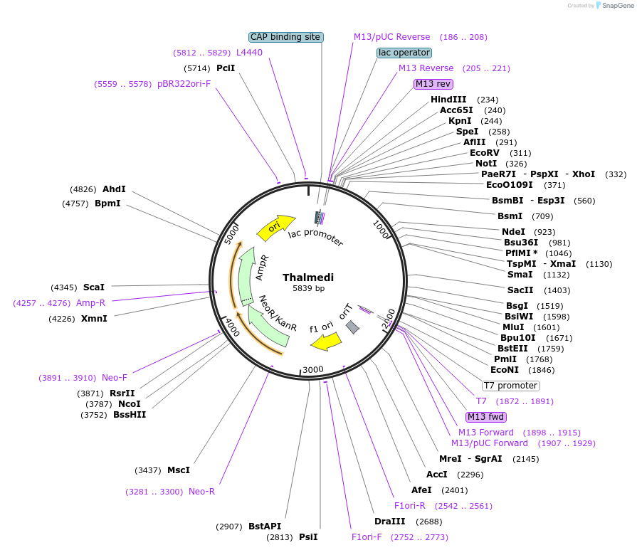 245861-plasmid-map-sequence-id-491204