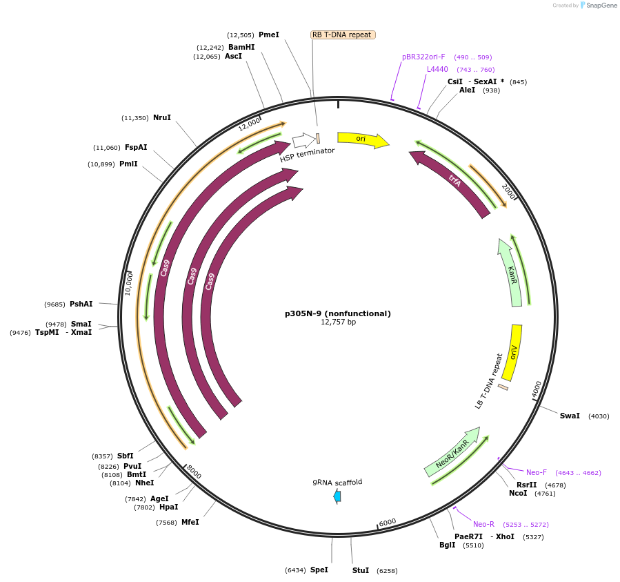 246292-plasmid-map-sequence-id-491207