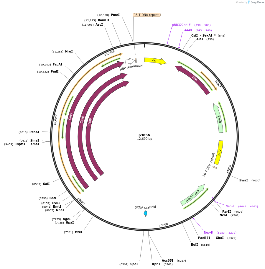 246316-plasmid-map-sequence-id-491208