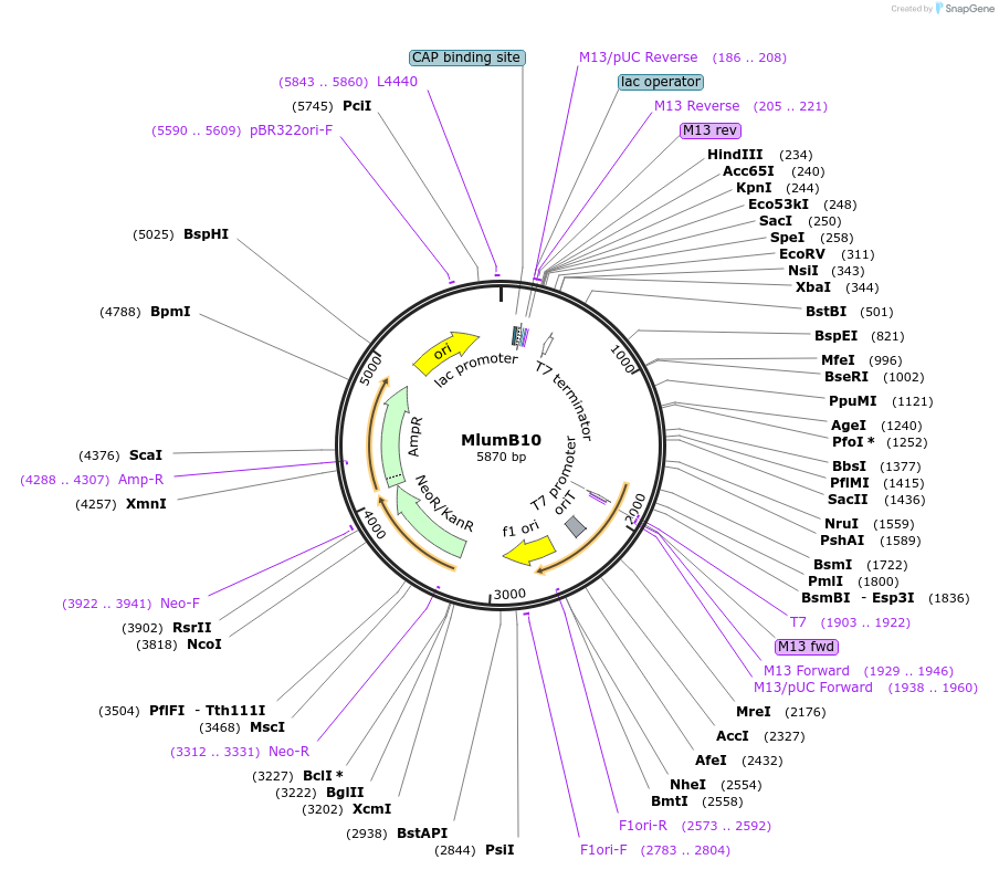 245863-plasmid-map-sequence-id-491211