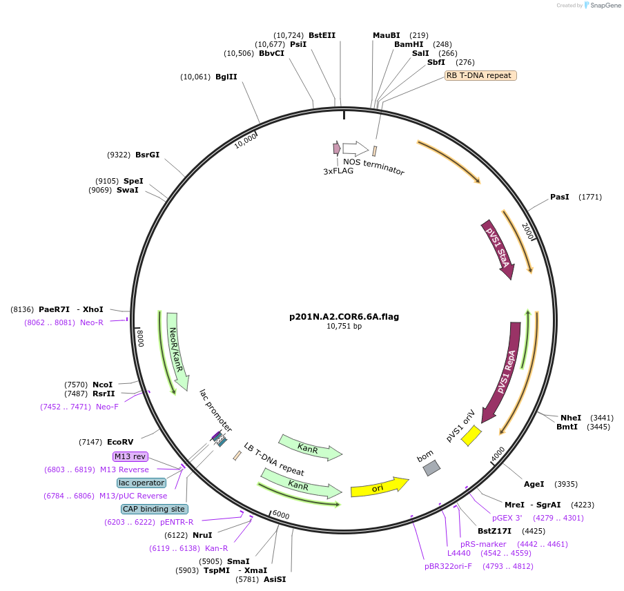246322-plasmid-map-sequence-id-491212