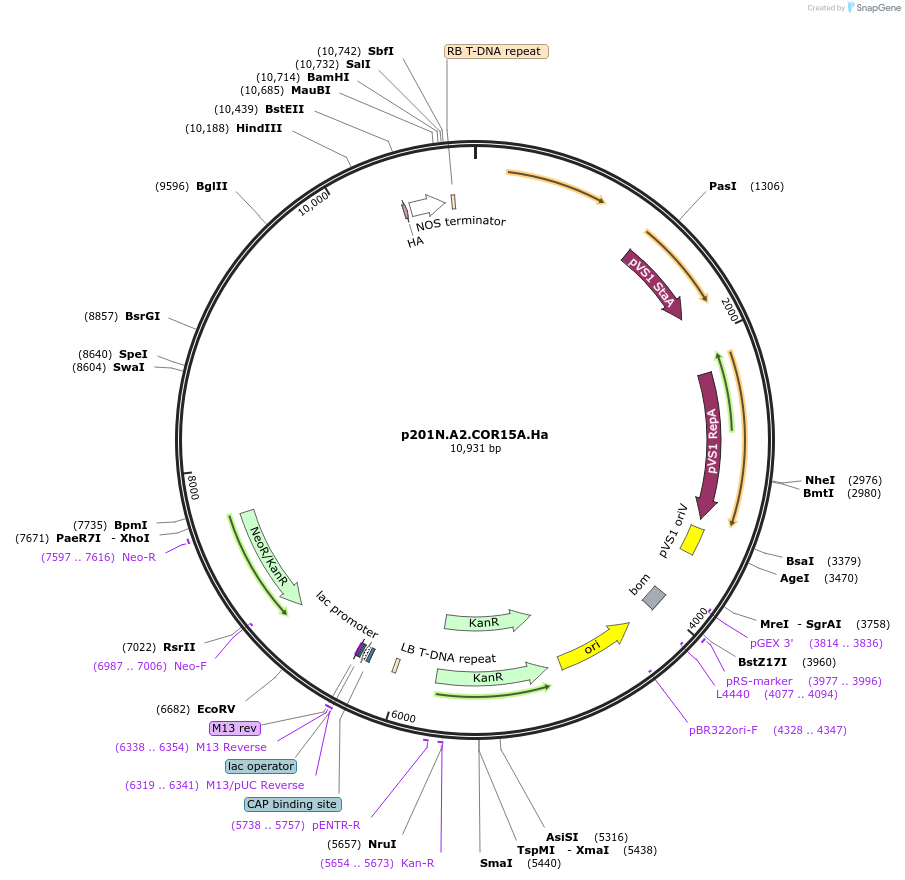246320-plasmid-map-sequence-id-491214